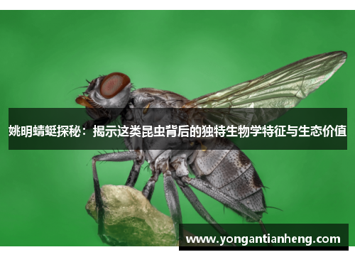 姚明蜻蜓探秘：揭示这类昆虫背后的独特生物学特征与生态价值